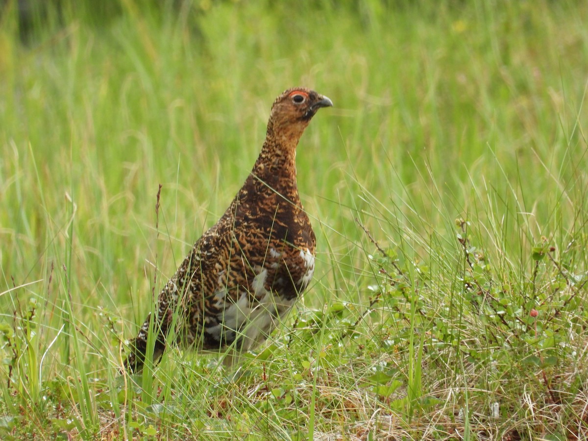 Moorschneehuhn - ML603448491