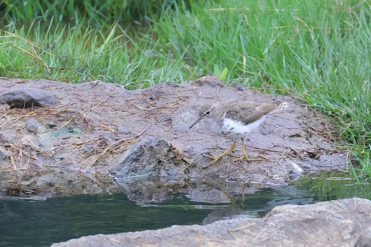 Spotted Sandpiper - ML603449901