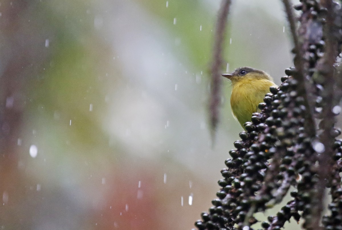 Handsome Flycatcher - ML603449981