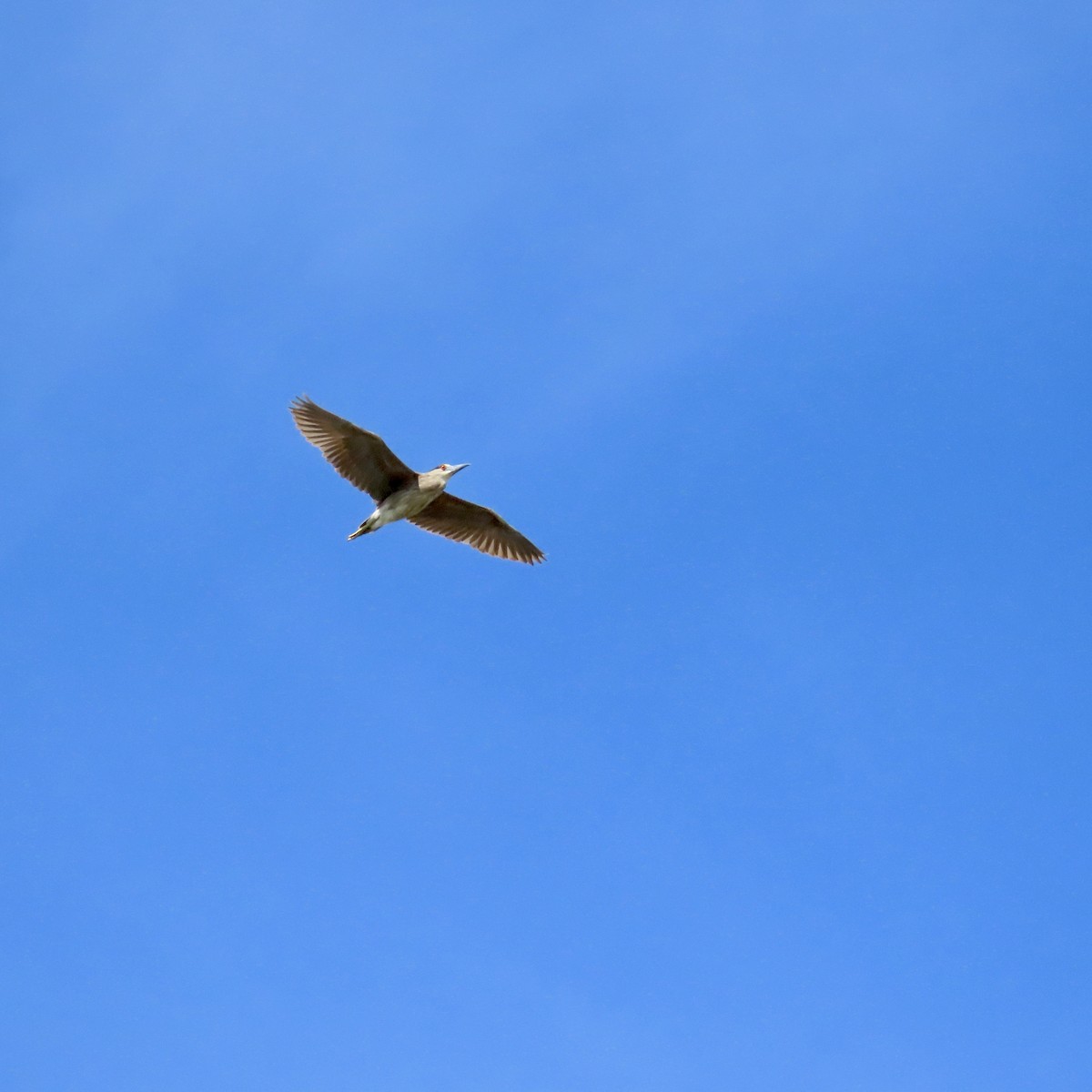 Black-crowned Night Heron - ML603449991