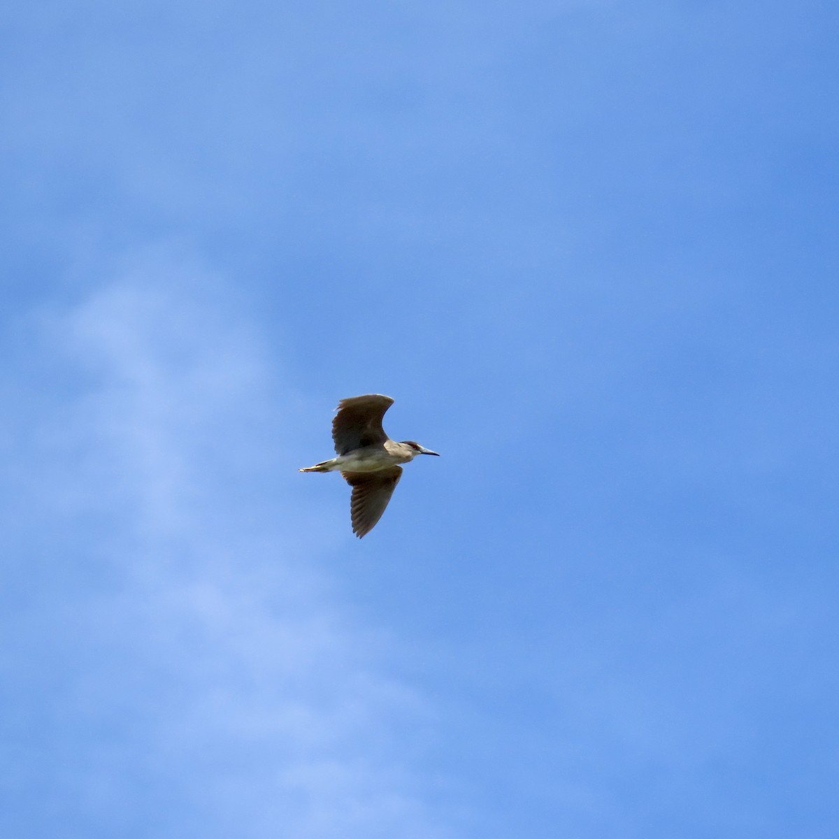 Black-crowned Night Heron - ML603450011