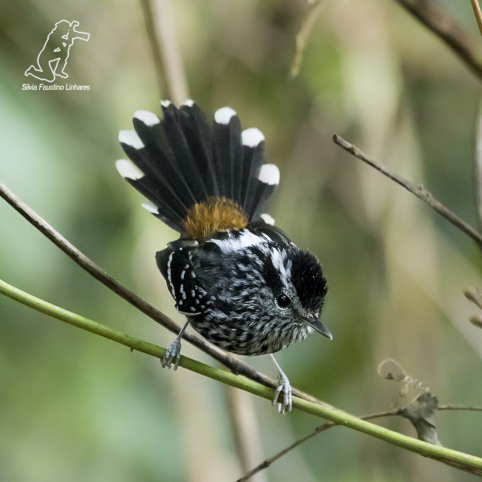 Ochre-rumped Antbird - Silvia F🪶 Linhares