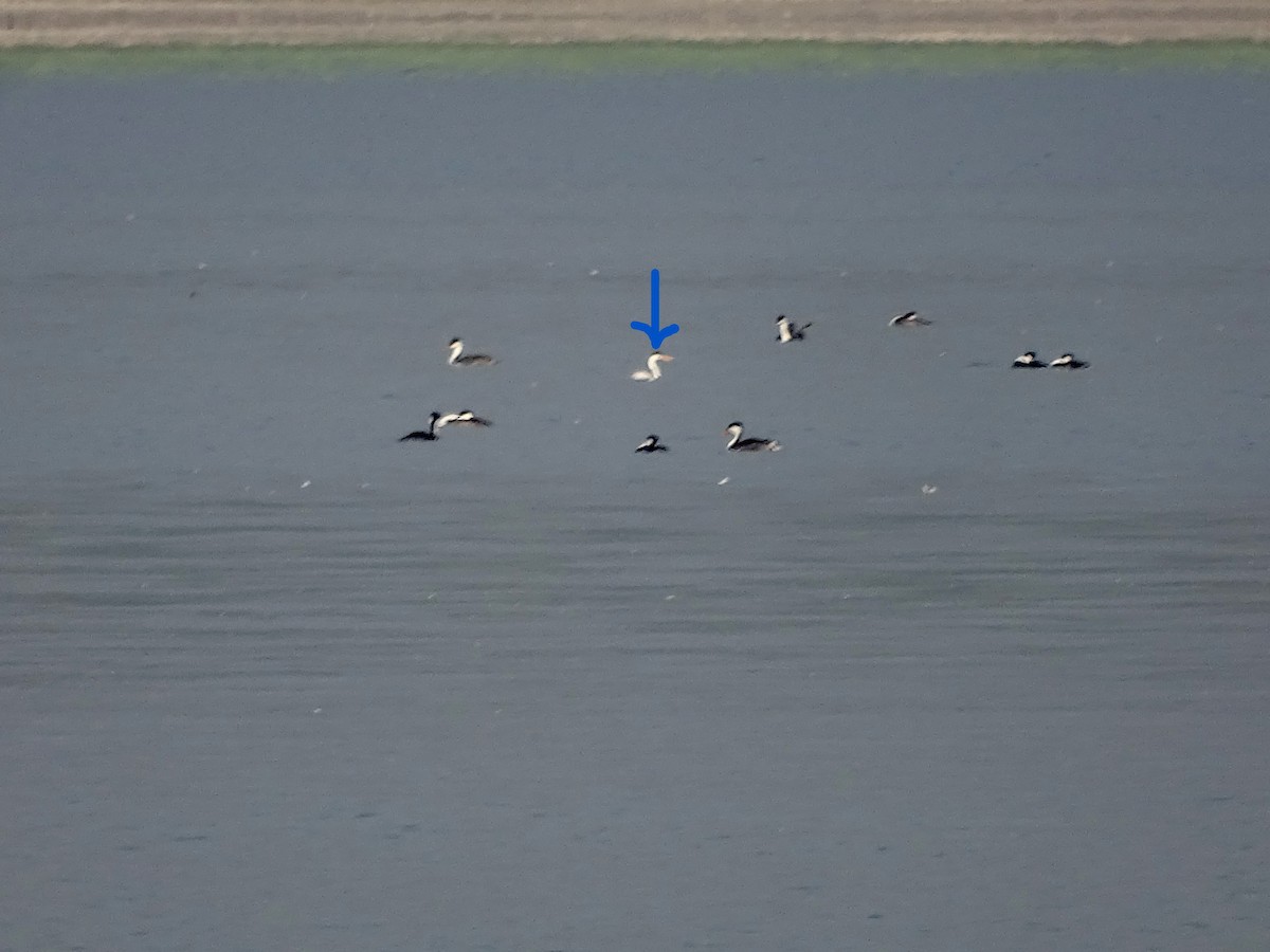 Clark's Grebe - ML603451891