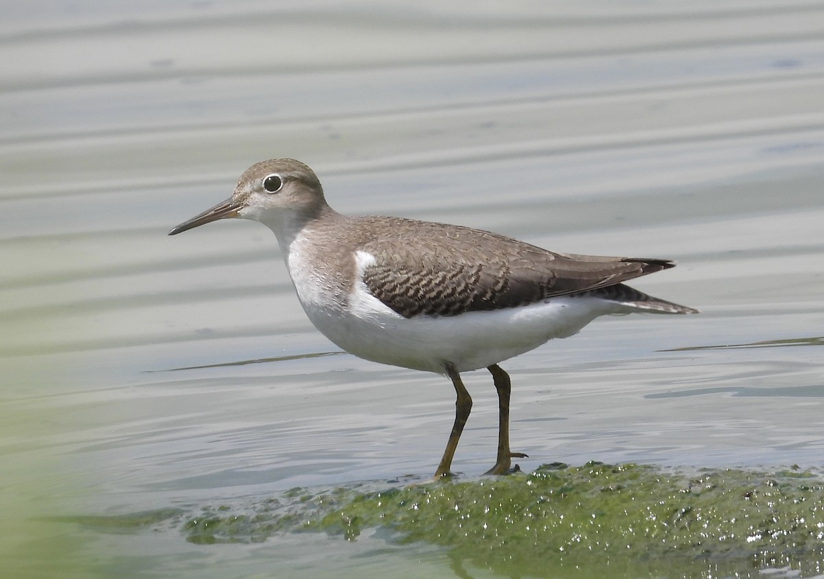 Spotted Sandpiper - Michele Giroir