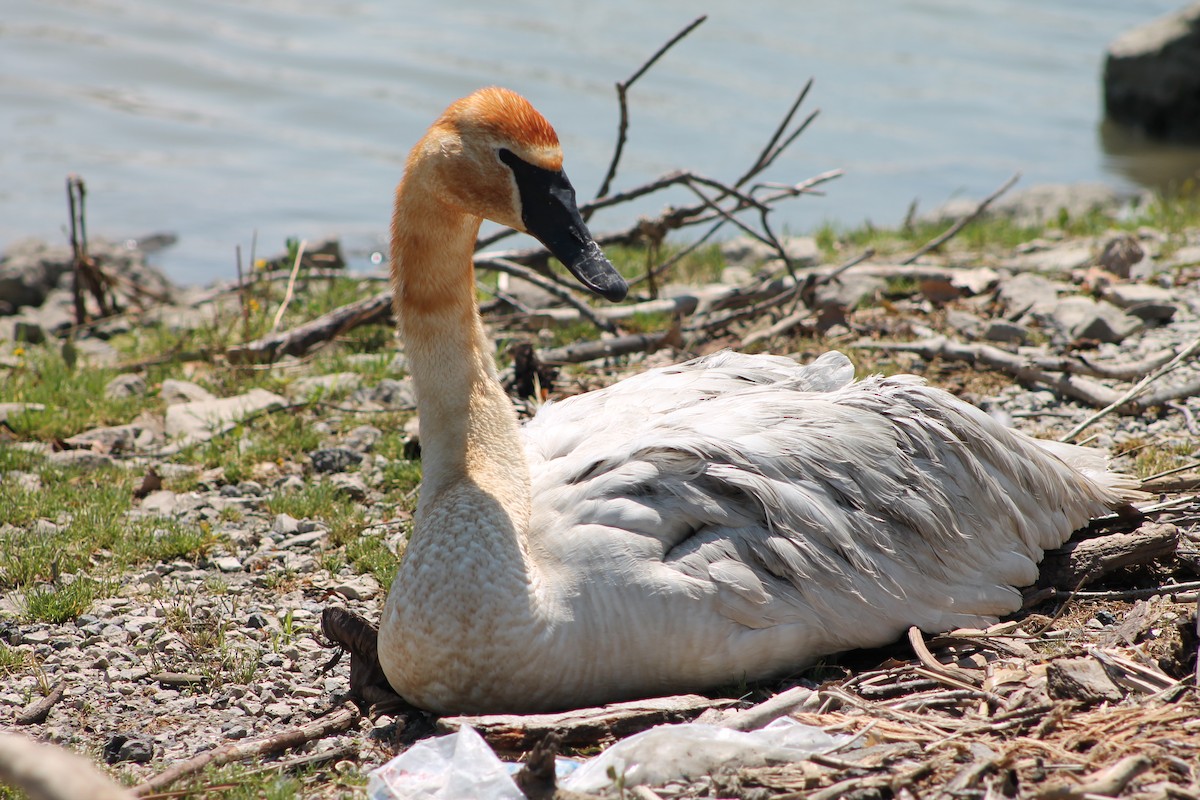Cygne trompette - ML603453221