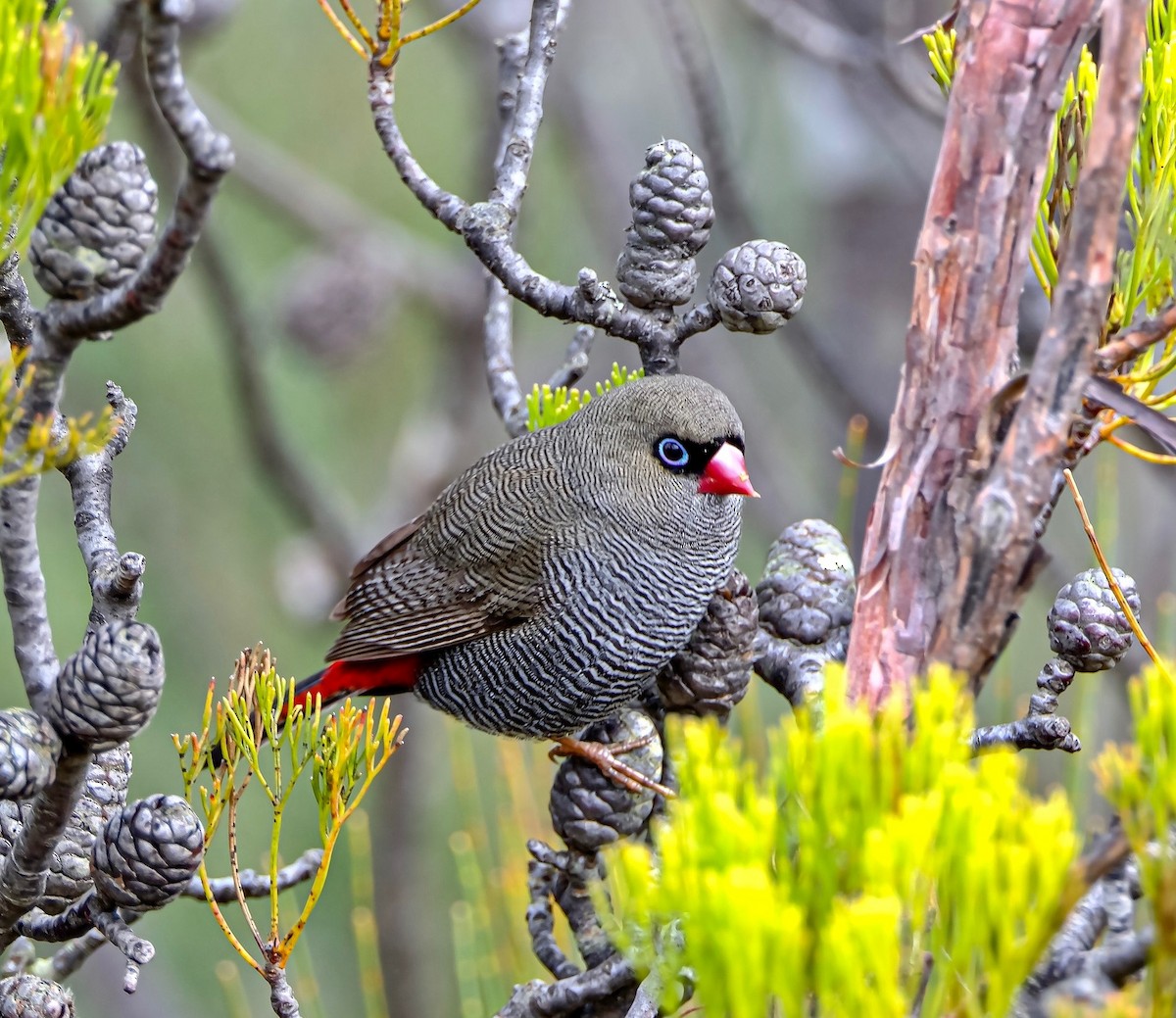 Beautiful Firetail - ML603453731