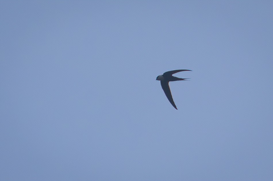Great Swallow-tailed Swift - Tanner Martin