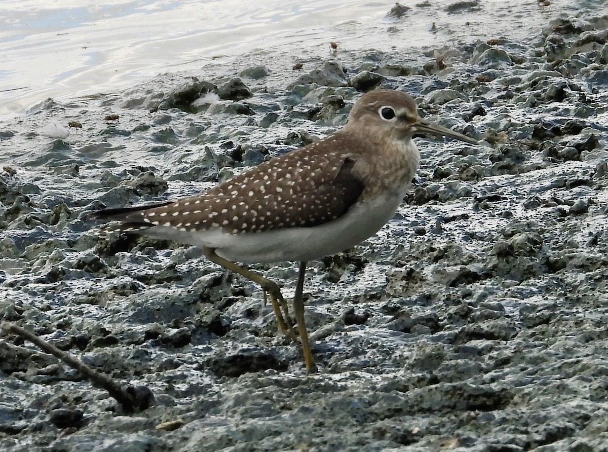 Solitary Sandpiper - ML603453981