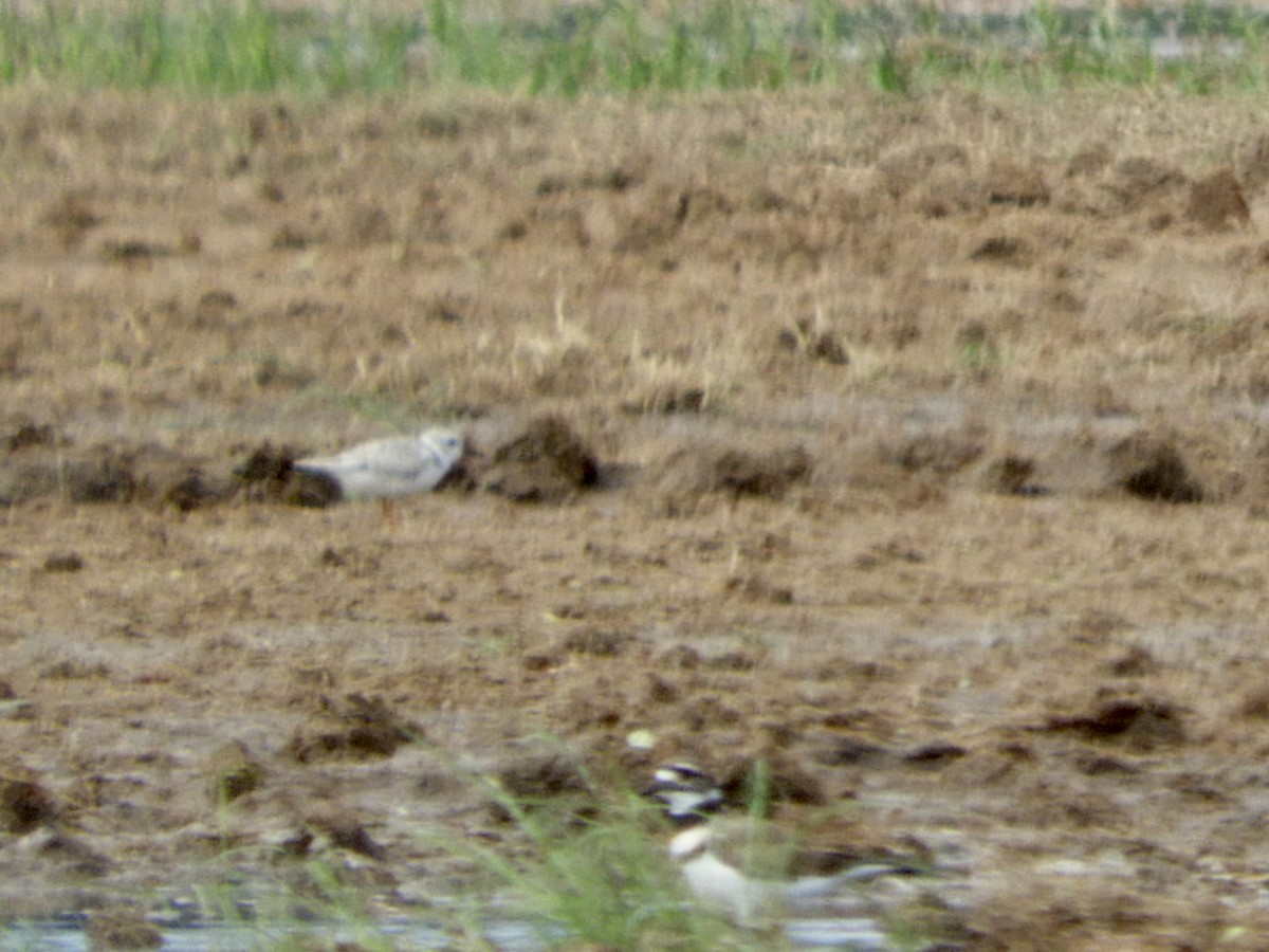 Piping Plover - ML603454381