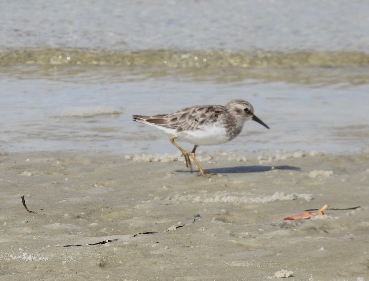 Least Sandpiper - ML603454661