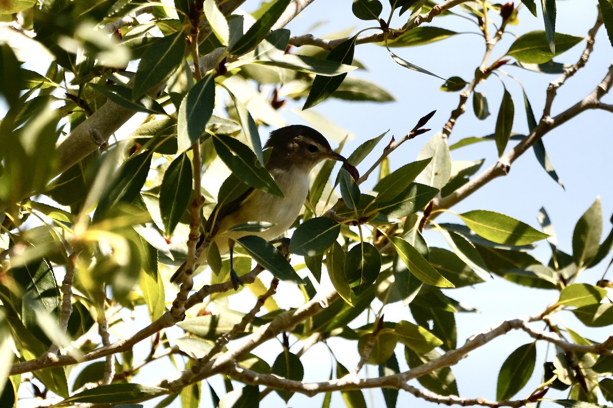 Warbling Vireo - ML603455751