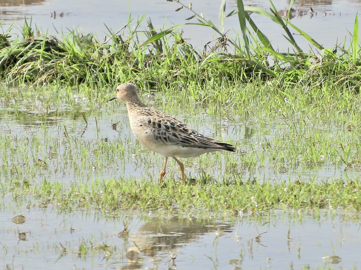 Buff-breasted Sandpiper - ML603455981