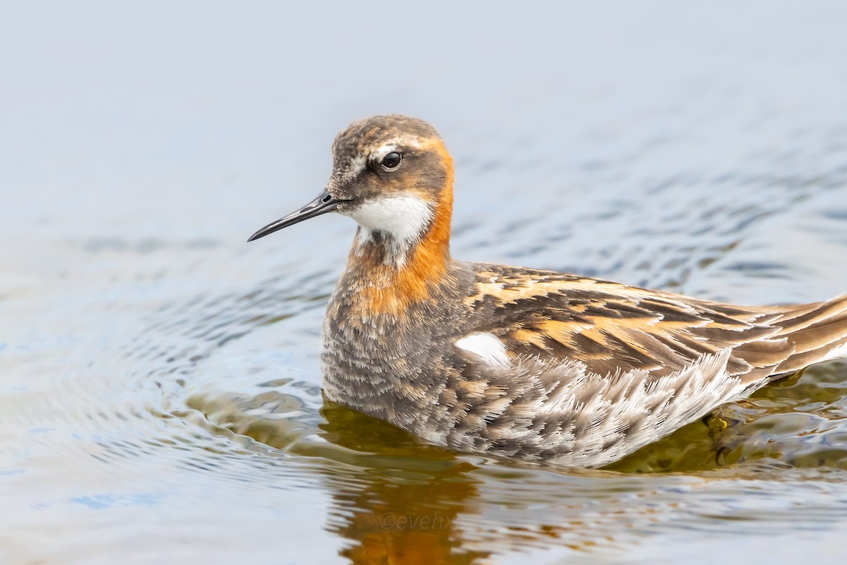 Phalarope à bec étroit - ML603457281