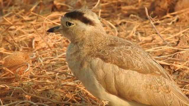 Peruvian Thick-knee - ML603457301