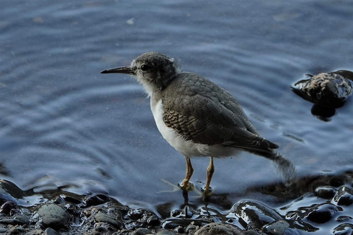 Spotted Sandpiper - ML603457341