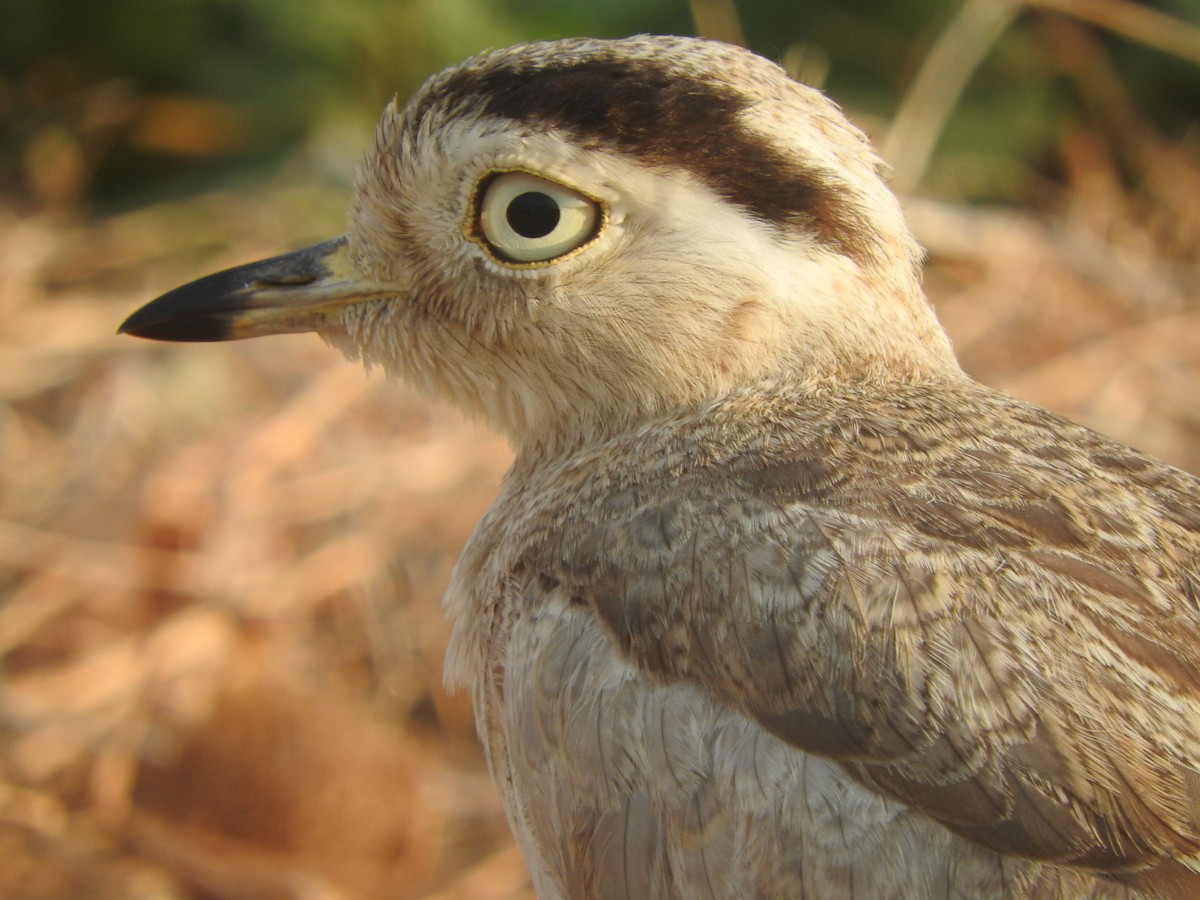 Peruvian Thick-knee - Agustin Carrasco