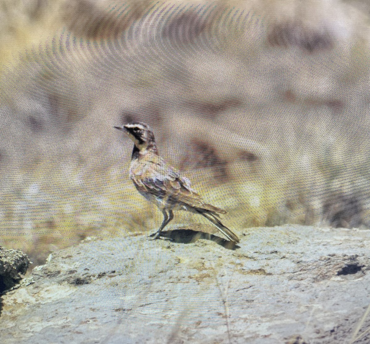 Horned Lark - ML603458201