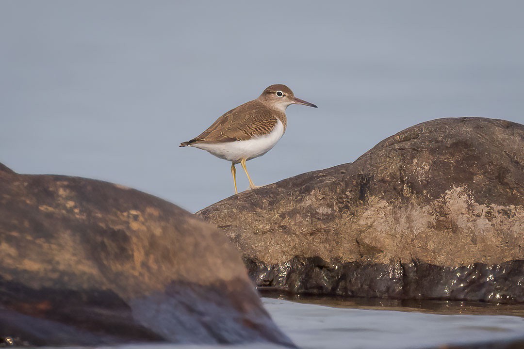 Spotted Sandpiper - ML603458501