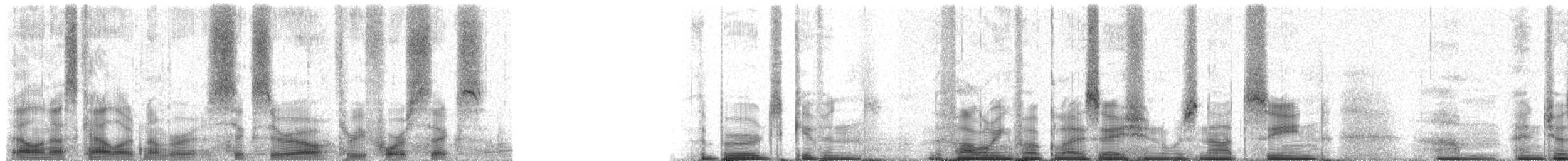 Strix (neotropisch), unbestimmt - ML60346