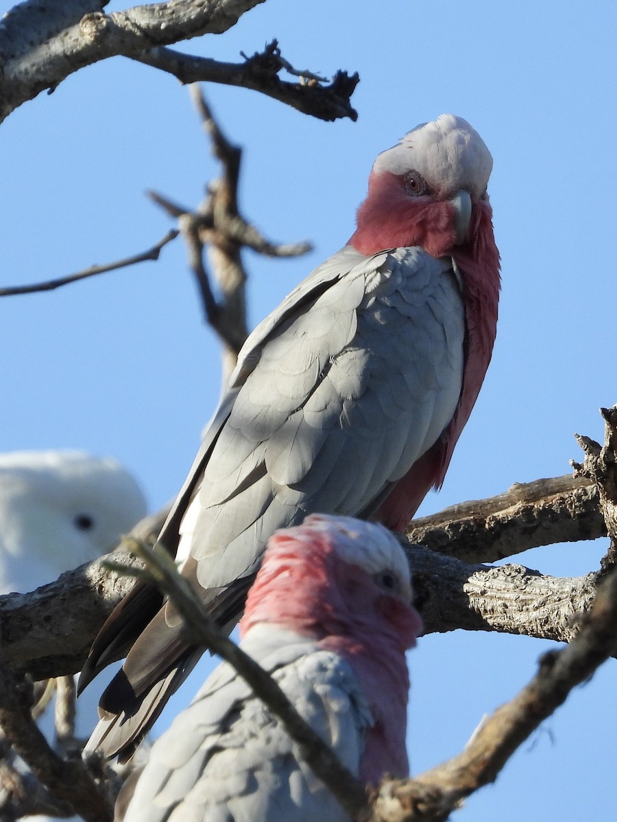 Galah - Cherri and Peter Gordon