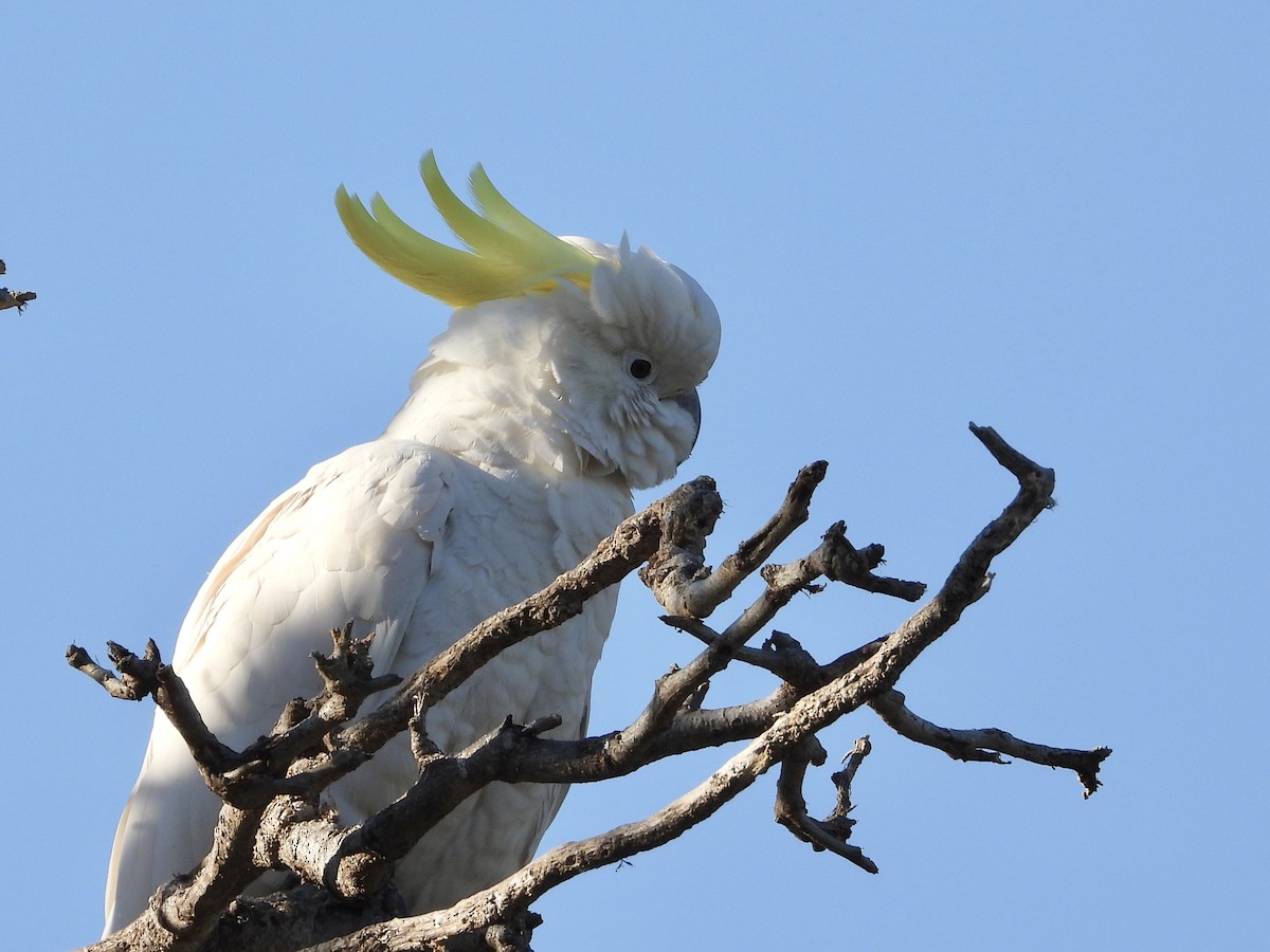 Sulphur-crested Cockatoo - ML603460101