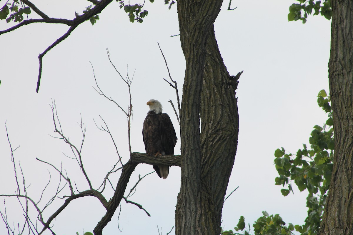 Bald Eagle - ML603460341