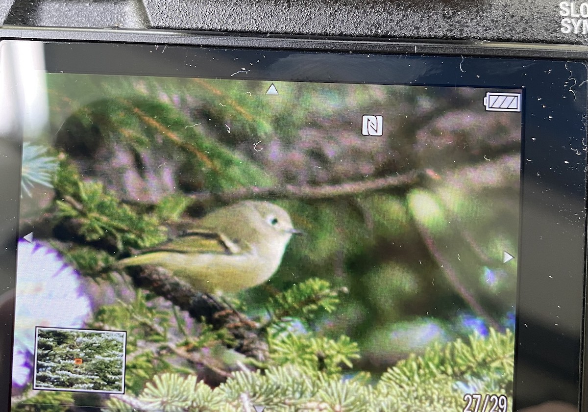 Ruby-crowned Kinglet - ML603460621