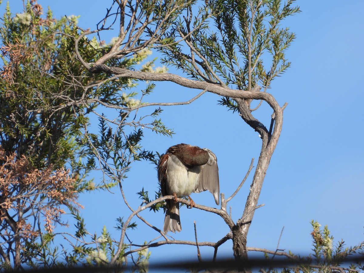 House Sparrow - Cherri and Peter Gordon