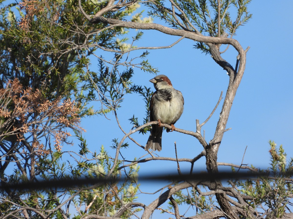 Moineau domestique - ML603460651