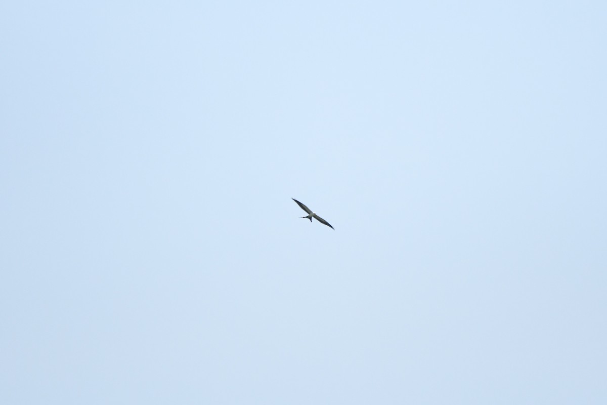 Swallow-tailed Kite - ML603461171