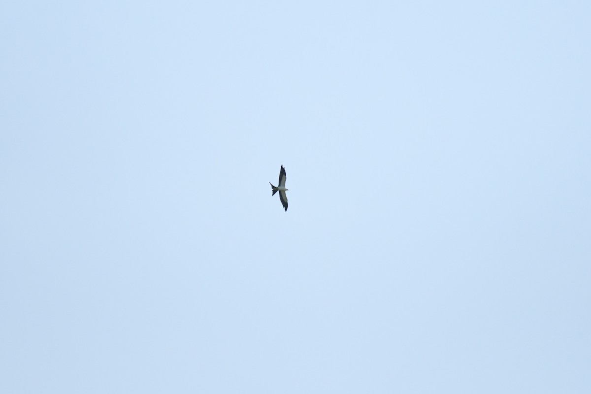 Swallow-tailed Kite - ML603461181