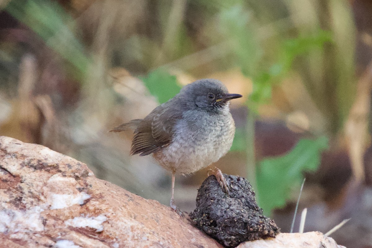 Miombo Wren-Warbler - ML603461751