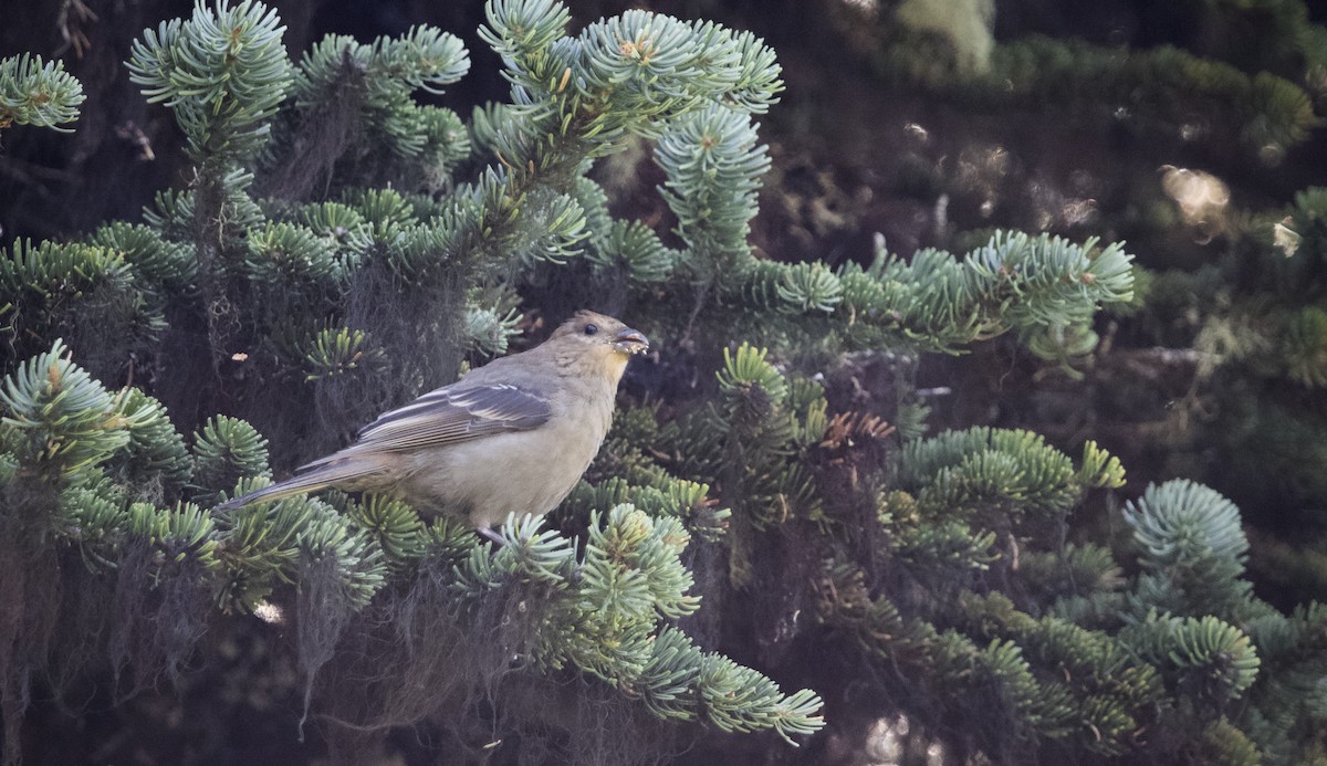 Pine Grosbeak - ML603461781