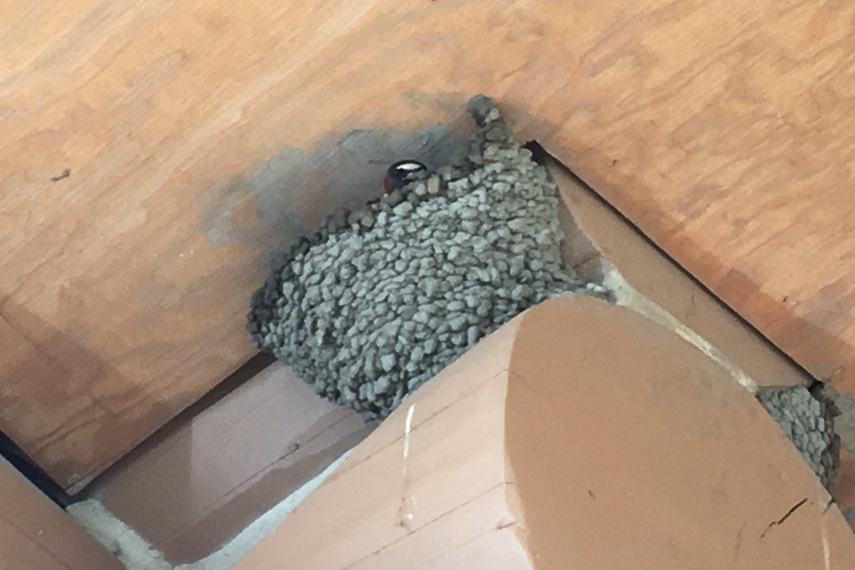 Cliff Swallow - ML60346251