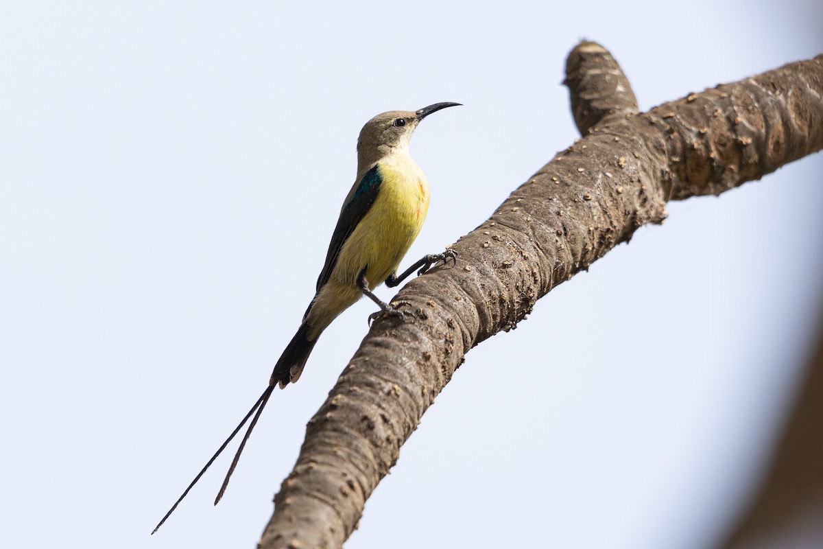 Beautiful Sunbird - ML603462701
