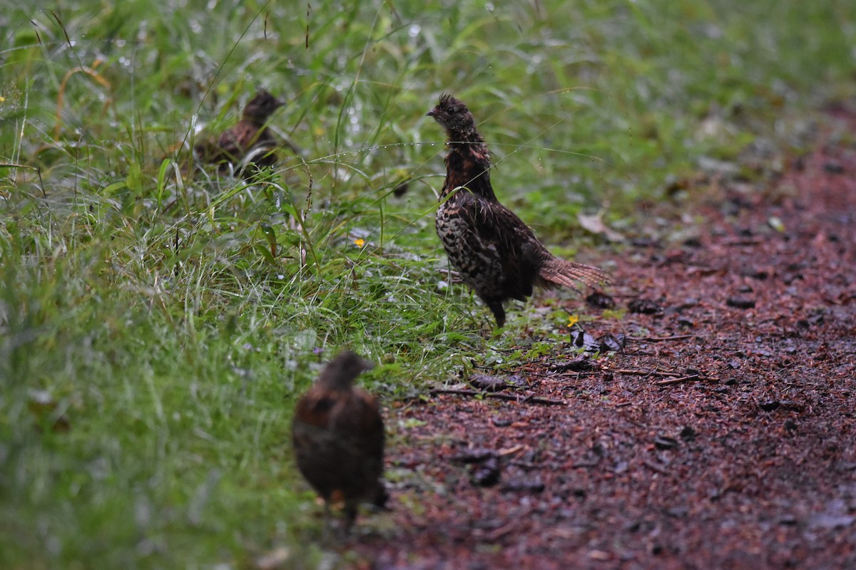 Ruffed Grouse - ML603462761