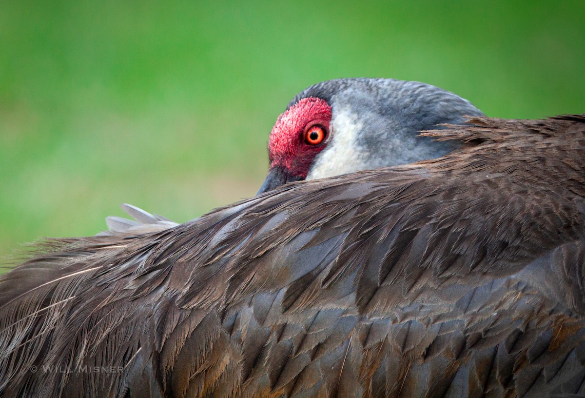 Sandhill Crane - ML603463041