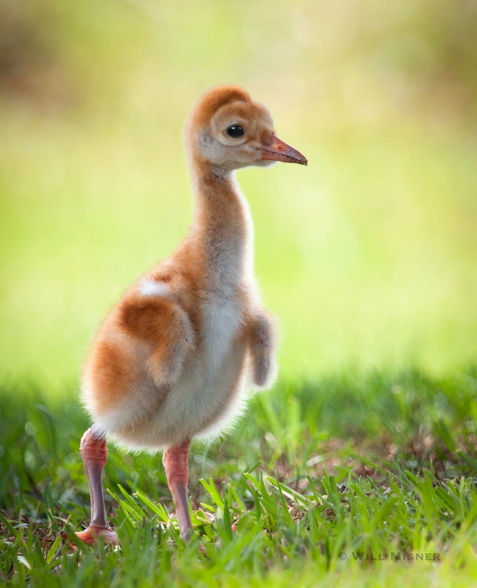 Sandhill Crane - ML603463071