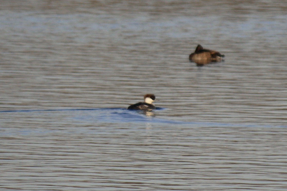 Smew - ML603463111