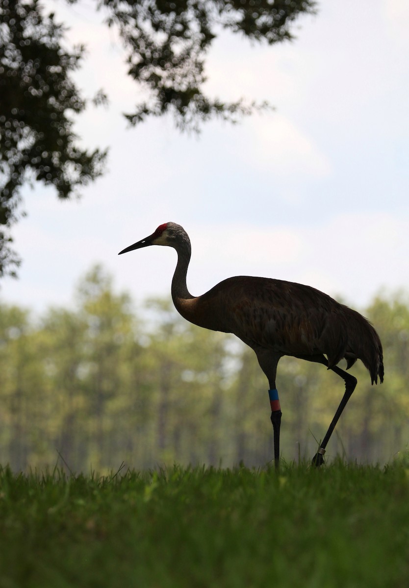 Sandhill Crane - ML603463151