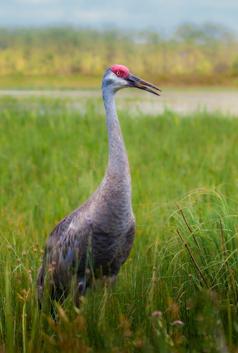 Sandhill Crane - ML603463161