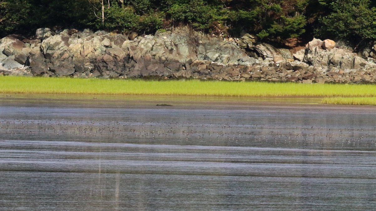 Calidris sp. (peep sp.) - ML603463371