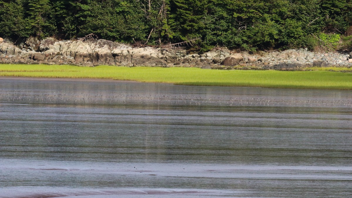 Calidris sp. (petit bécasseau sp.) - ML603463381