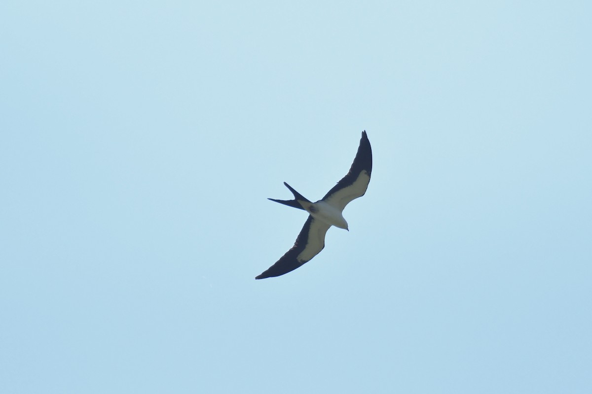 Swallow-tailed Kite - ML603463401