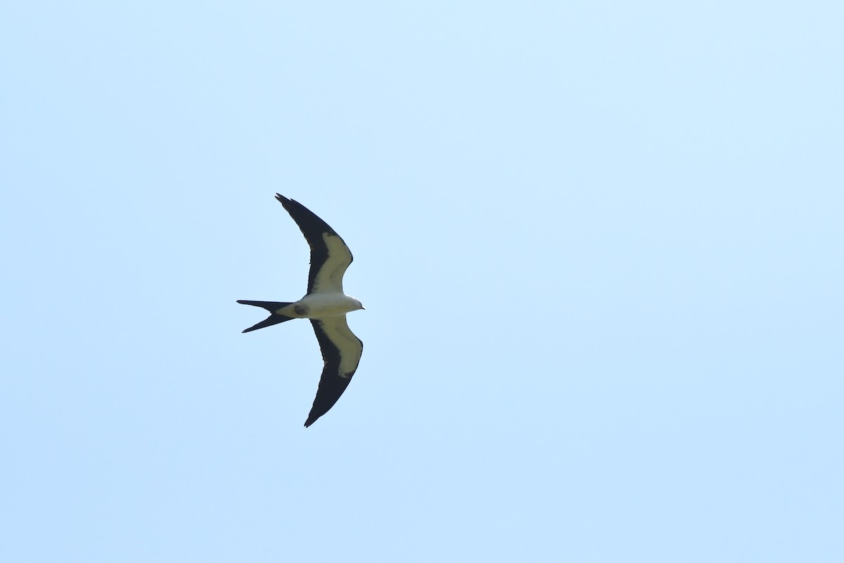 Swallow-tailed Kite - ML603463411