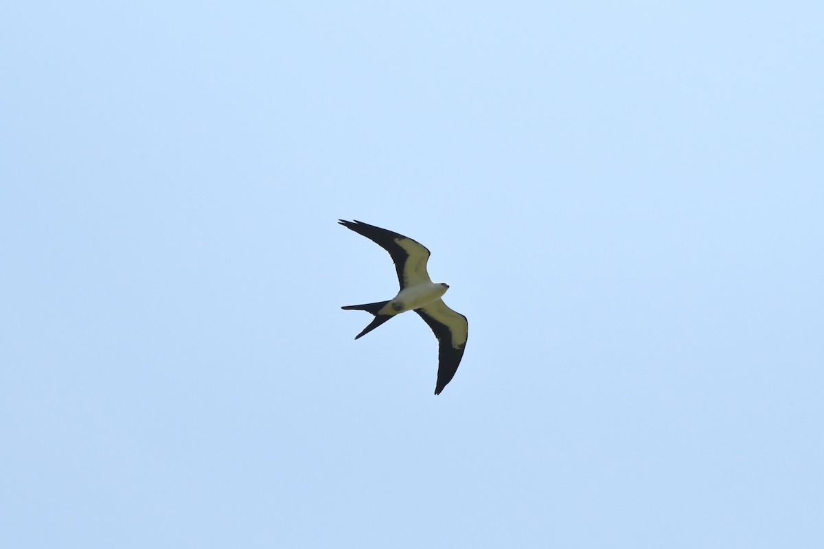 Swallow-tailed Kite - ML603463421