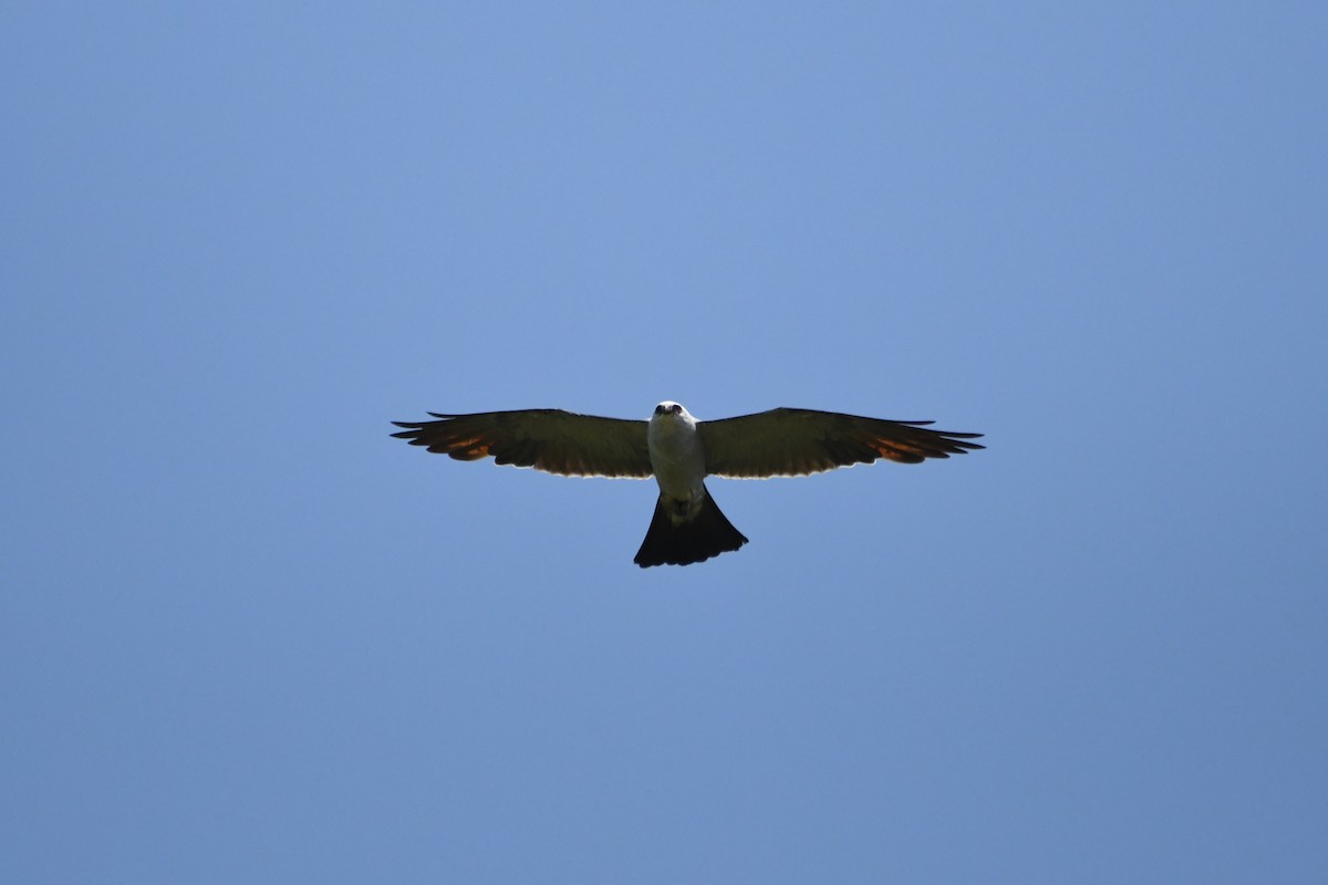 Mississippi Kite - ML603463611