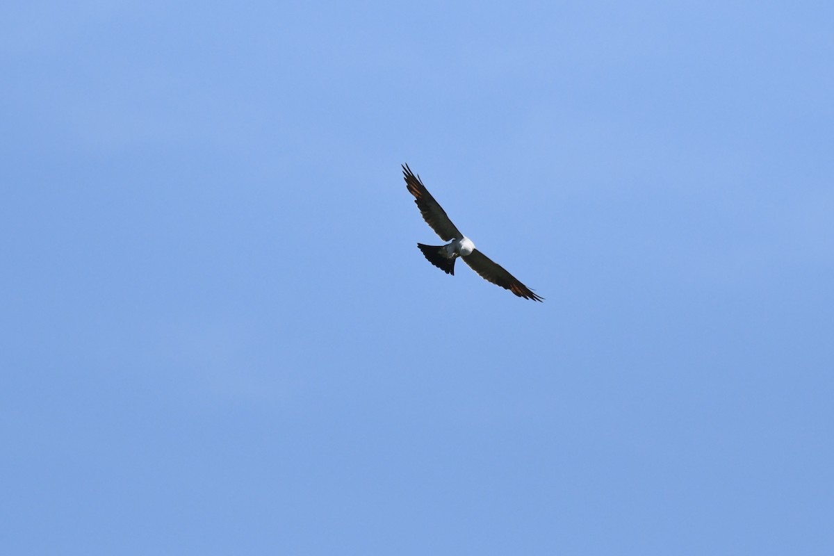 Mississippi Kite - ML603463621