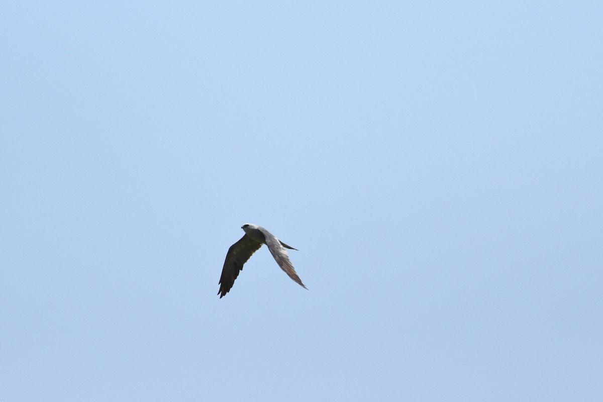 Mississippi Kite - ML603463641