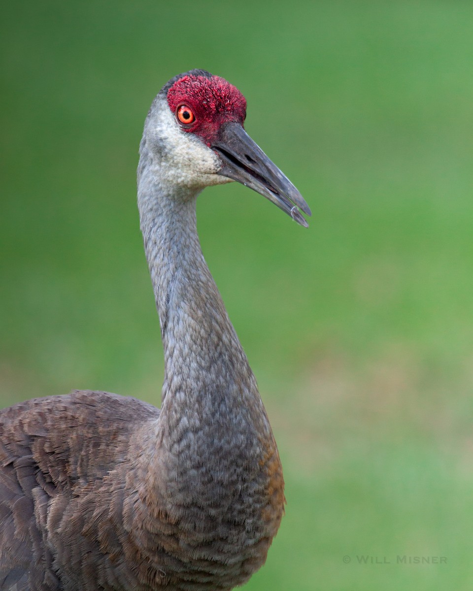 Sandhill Crane - ML603463681